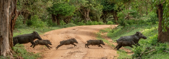 Aumenta el riesgo de sufrir un accidente chocando contra animales