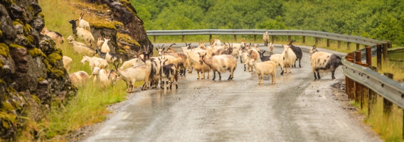 Más del 50% de conductores han sufrido una situación de riesgo con animales