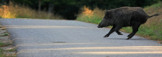 Los siniestros con animales en carretera aumentan un 40% respecto a 2019