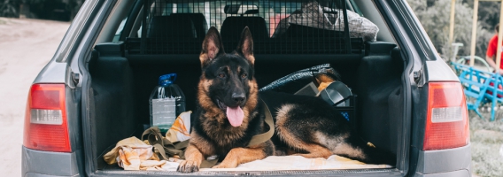 El 12% de las mascotas viaja sin un sistema de retención adecuado