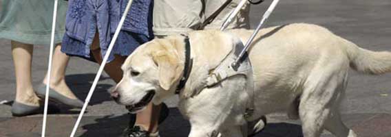 Una mujer ciega pagará 28.000 euros por un accidente que provocó su perro guía