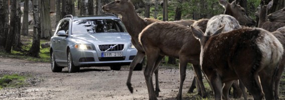 El 63% de los atropellos a animales fueron provocados por jabalíes y perros